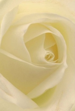 A single ivory rose takes centre stage in this focused portrait, its petals swirling inwards with natural harmony that speaks to the gentle character of Lee. Each layer is velvety-soft, nearly translucent at the fringes, suggesting pure elegance and inviting a tactile reverie. Soft, diffused light plays across cream and pale lemon shades, reminiscent of morning sunlight filtering through the canopies in Manor Park. There is a hush here-a peace that lingers before a wedding toast or a heartfelt reunion. The rose's serene form, captured in exquisite detail, stands as a timeless symbol of affection and memory, equally fit for anniversaries, apologies, or moments of solace. The faint fragrance, almost imagined, seems to mingle with the scents from nearby Lewisham's flower stalls, filling the air with quiet grace. This bloom, carefully crafted by Lee Florist's experienced hands, brings both comfort and inspiration to any doorstep in Lee or its surrounding avenues.